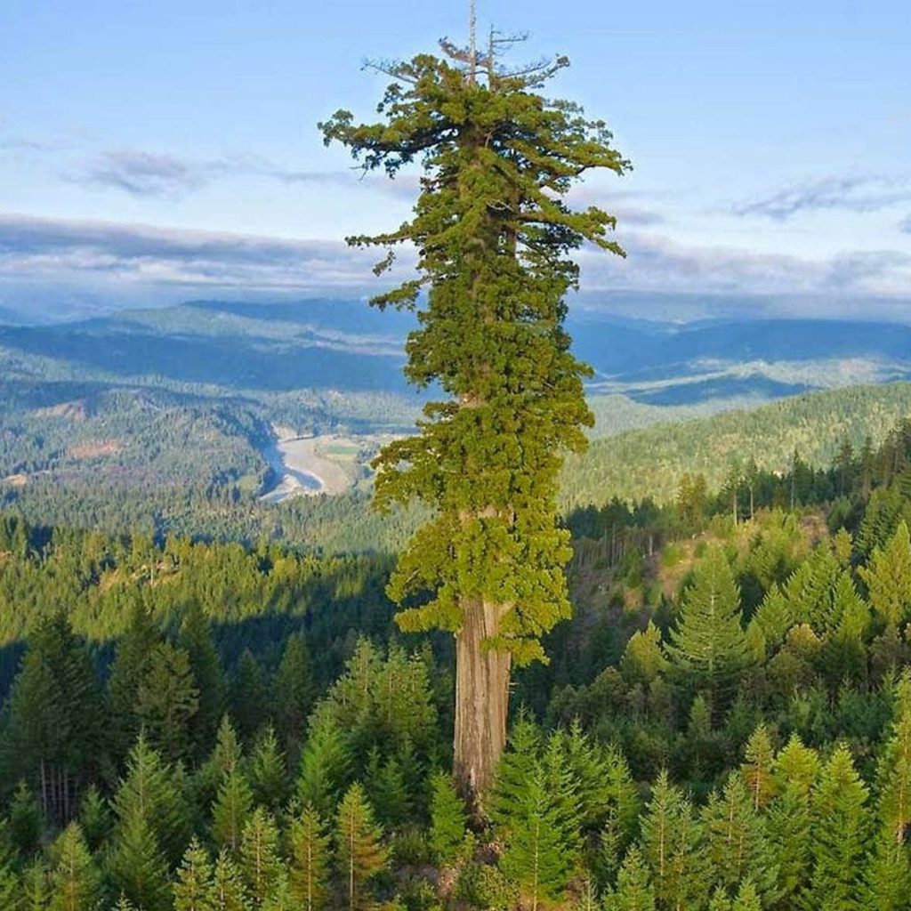 hyperion sequoia