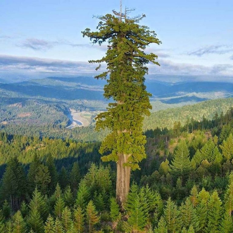 Quais são as árvores mais altas do mundo? – Mundo Ecologia