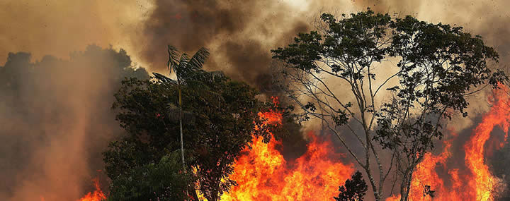 Como os incêndios florestais afetam a biodiversidade?