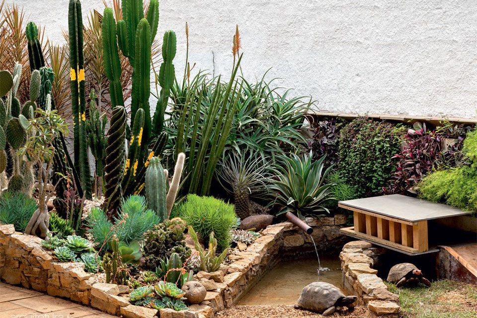 Como montar um jardim de cactos e suculentas?