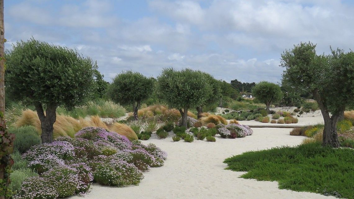 O que é um jardim mediterrâneo e como criar um?