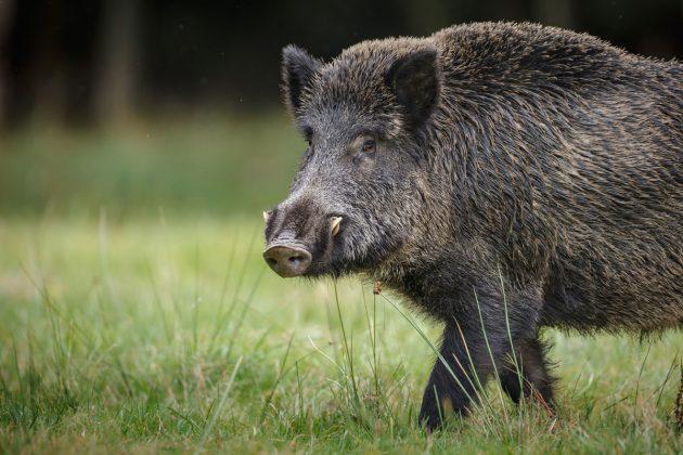  Animais invasores e seus impactos nos ecossistemas nativos