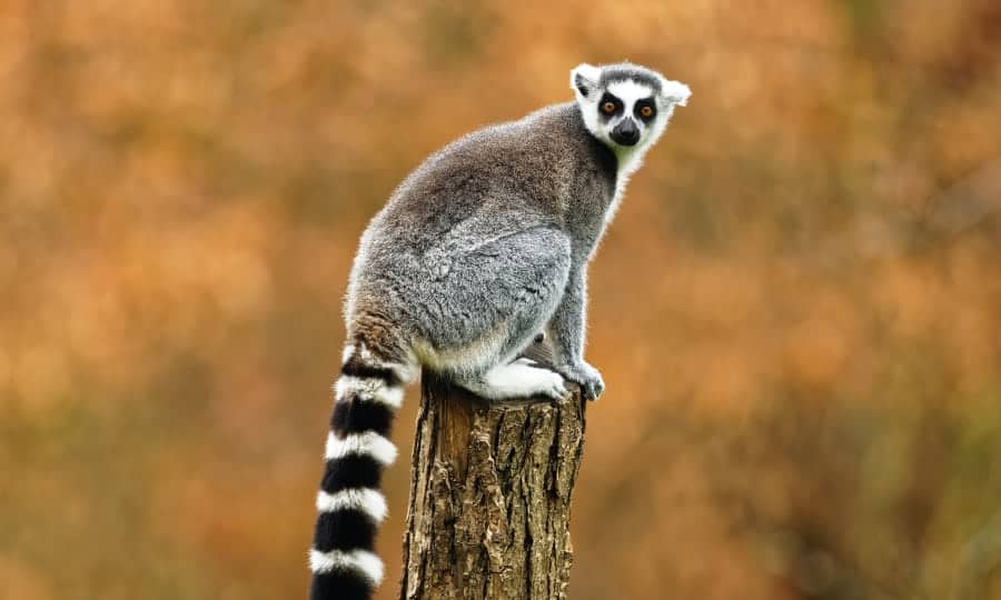 Por que os lêmures só existem em Madagascar?