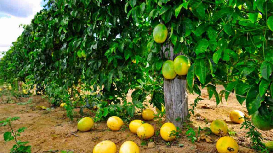 O ciclo de frutificação do maracujazeiro