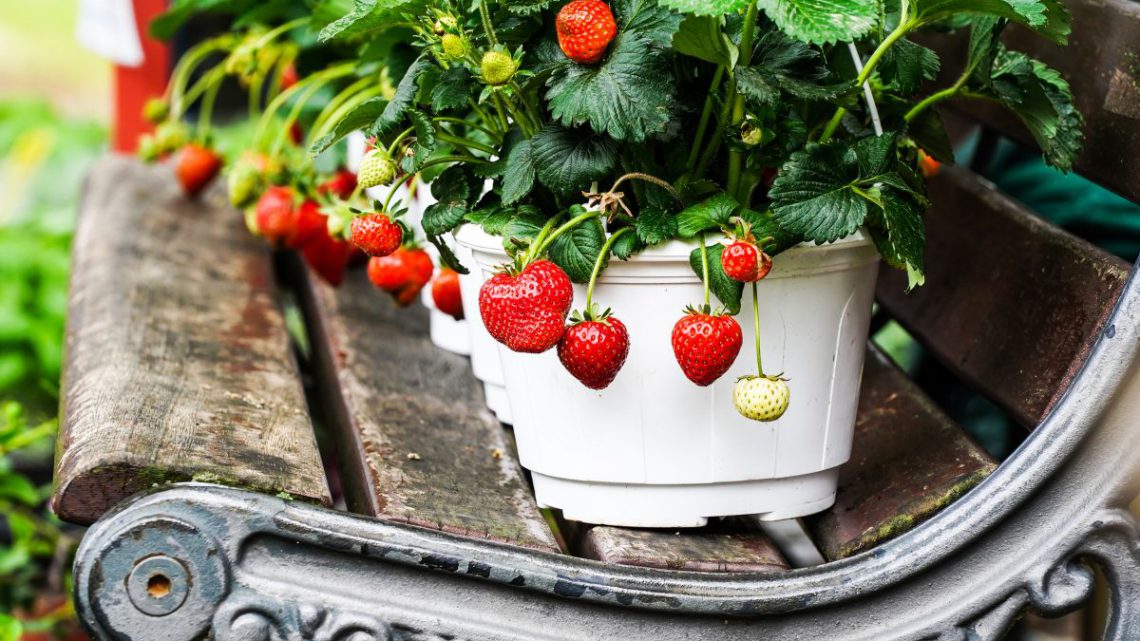 Frutíferas que podem ser cultivadas em vasos