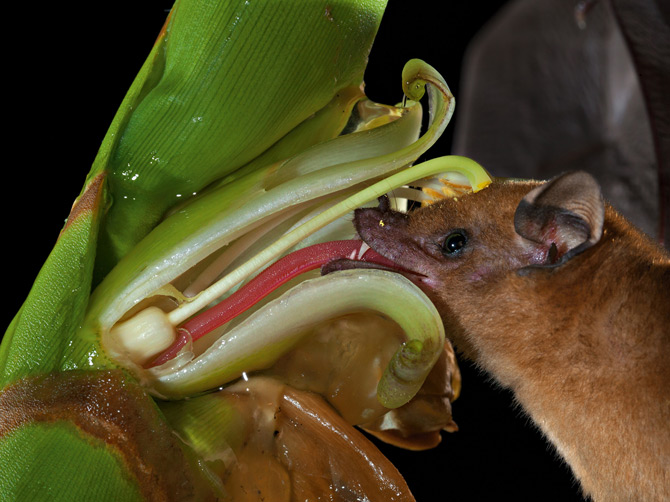 morcegos polinizam plantas