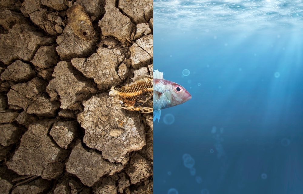 O impacto das mudanças climáticas nos mares tropicais