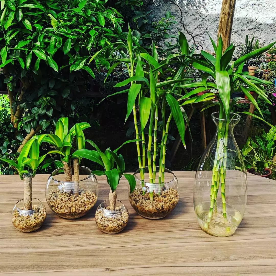 As propriedades únicas do bambu da sorte