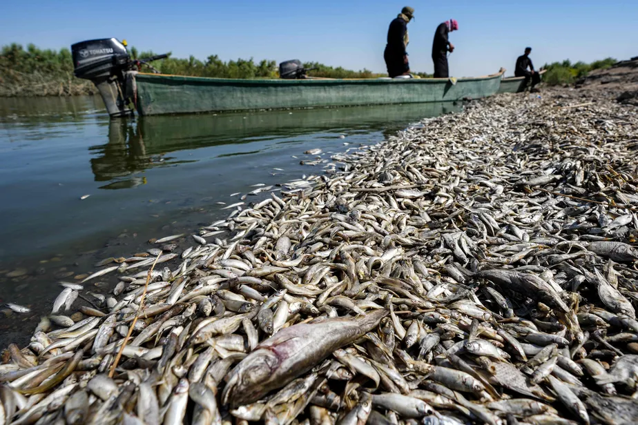 Guerra Irã e Iraque: Mortes de peixes por poluição aguda após bombardeios