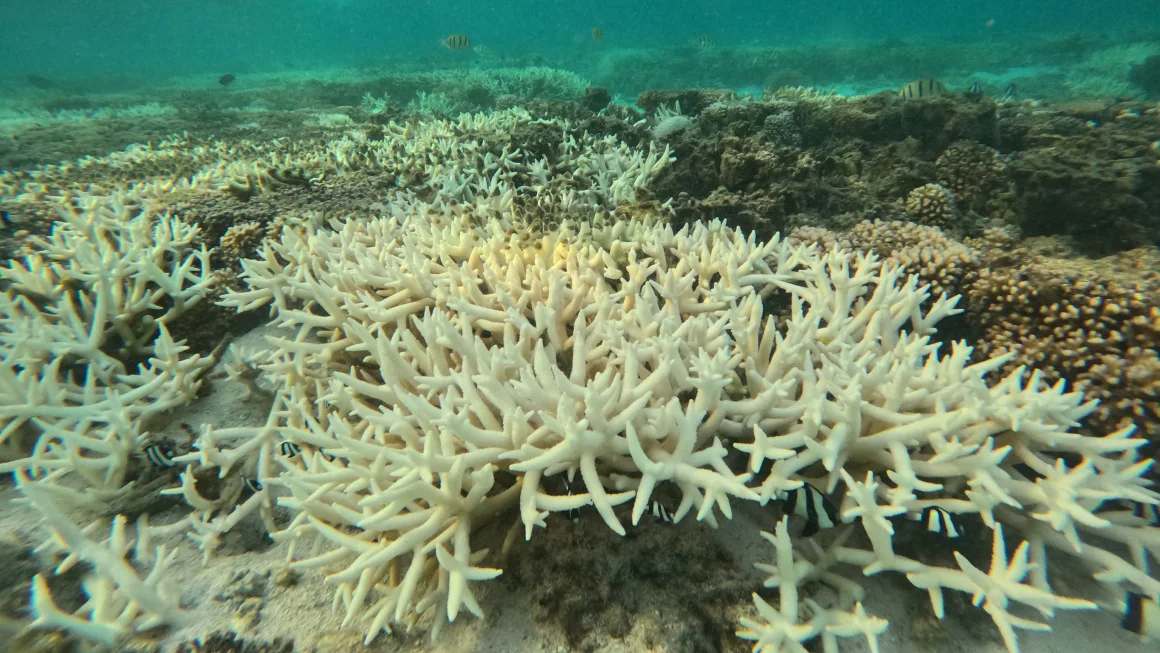 Como os recifes de coral se recuperam após desastres naturais?