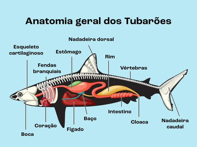 Por que os tubarões não têm ossos?