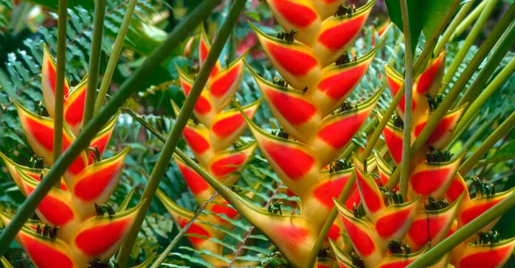 O segredo da floração das helicônias