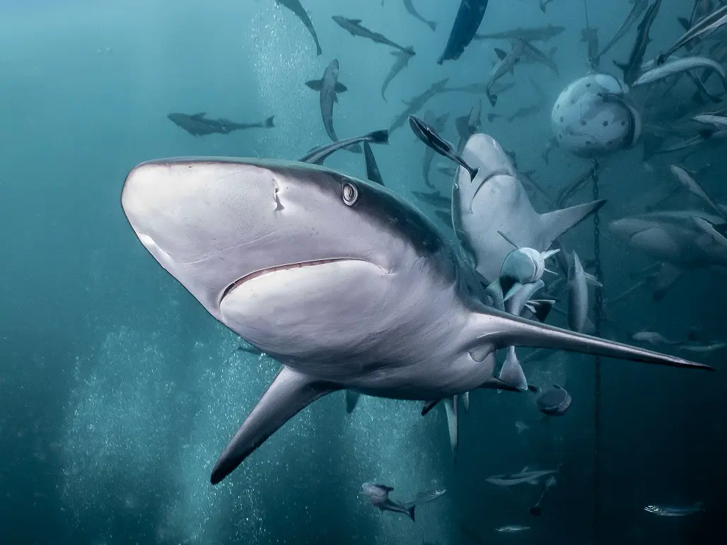 O papel dos tubarões no equilíbrio dos oceanos