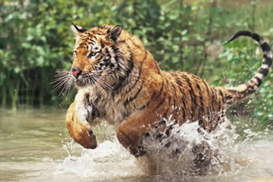 Os hábitos de caça do tigre-de-bengala