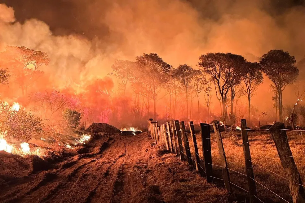 O impacto do fogo na vegetação do Pantanal