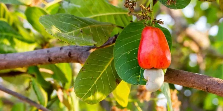 Árvores frutíferas resistentes à seca