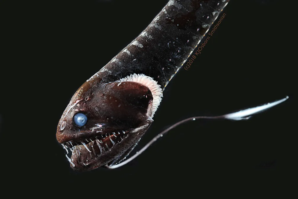 A impressionante adaptação dos peixes que vivem nas profundezas do oceano