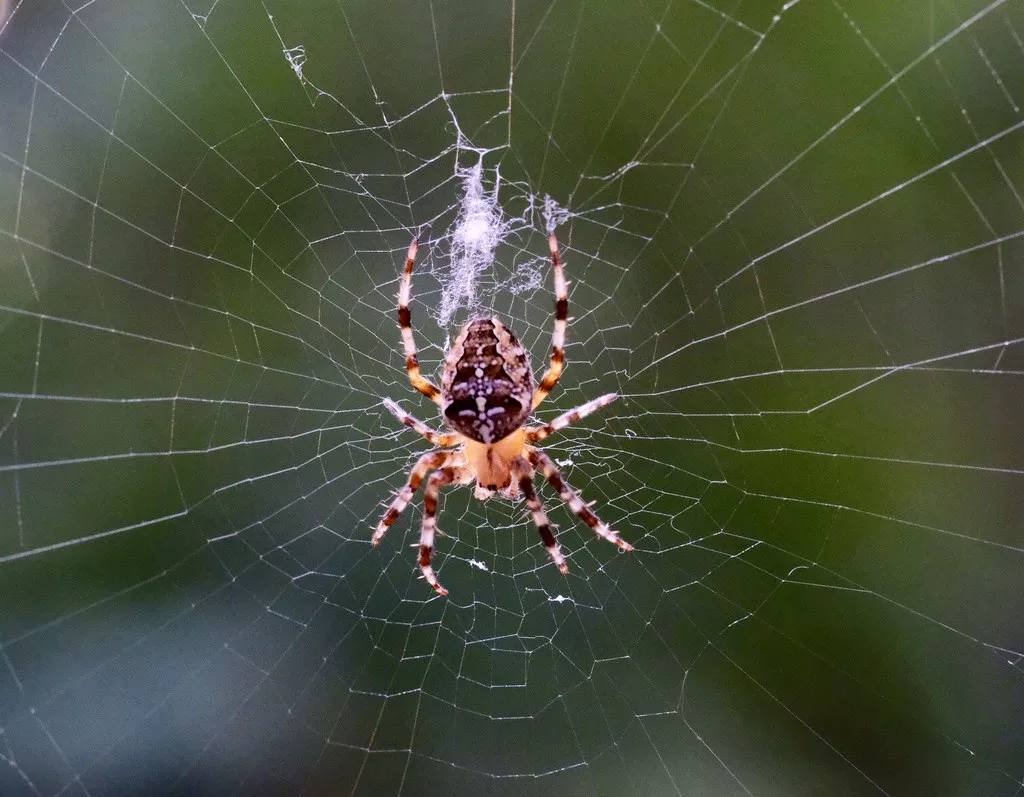 Como as aranhas criam suas teias?