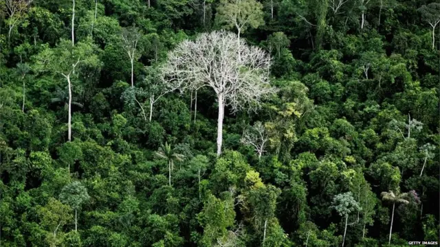 A importância das raízes profundas em árvores do bioma Amazônico