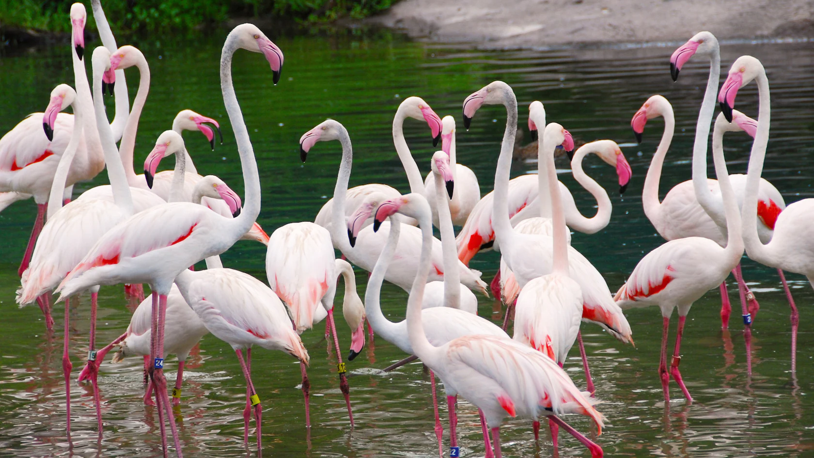 flamingos