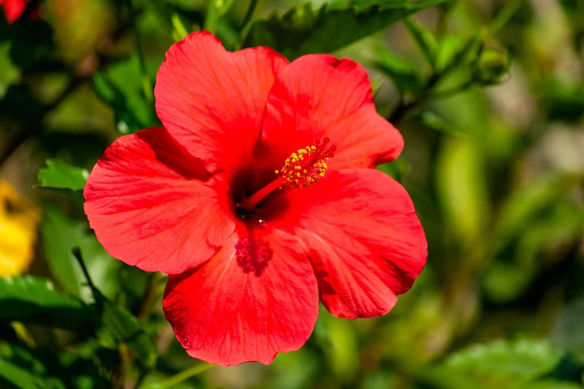 Qual a flor mais resistente ao calor?