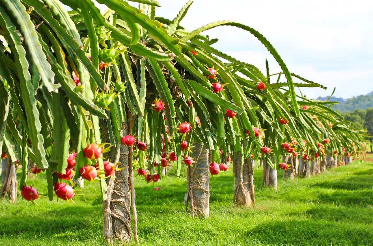 Quais frutas exóticas podem ser cultivadas no Brasil?