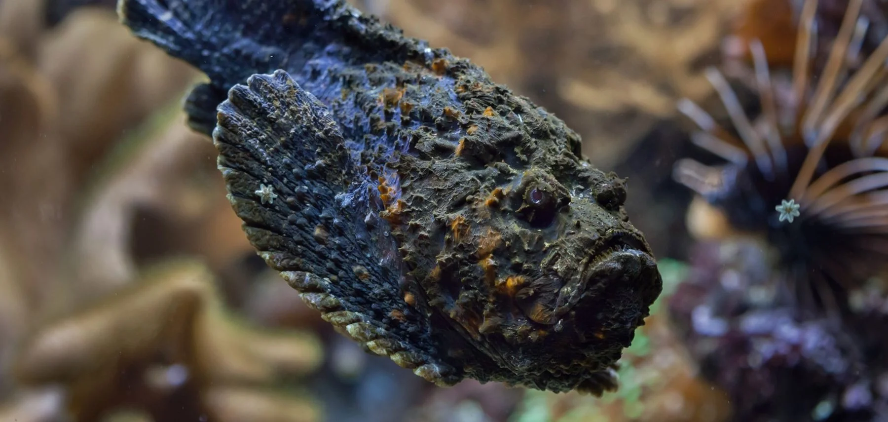 Os peixes mais perigosos do mundo e suas estratégias de defesa