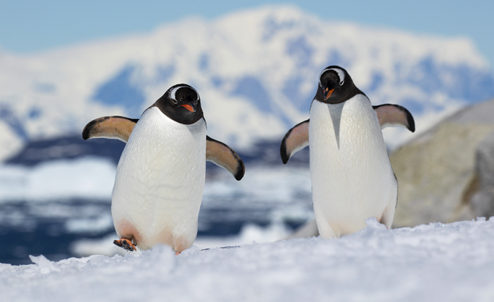 Como os pinguins se mantêm aquecidos na Antártica?