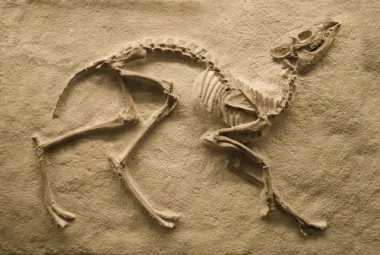 Como os fósseis ajudam a entender a evolução dos animais modernos?