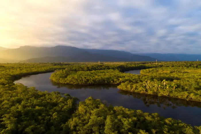 Como as florestas tropicais sequestram carbono da atmosfera?