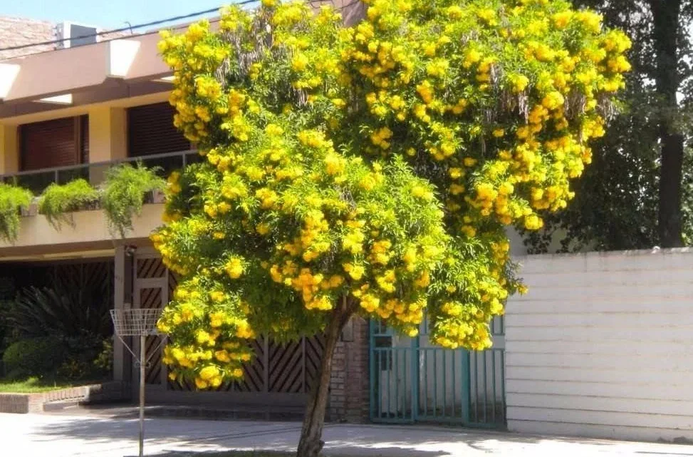 Árvores ideais para criar sombra em jardins pequenos