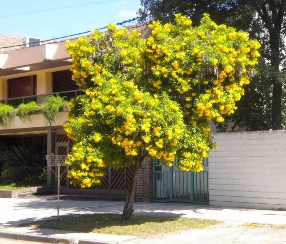 Árvores ideais para criar sombra em jardins pequenos