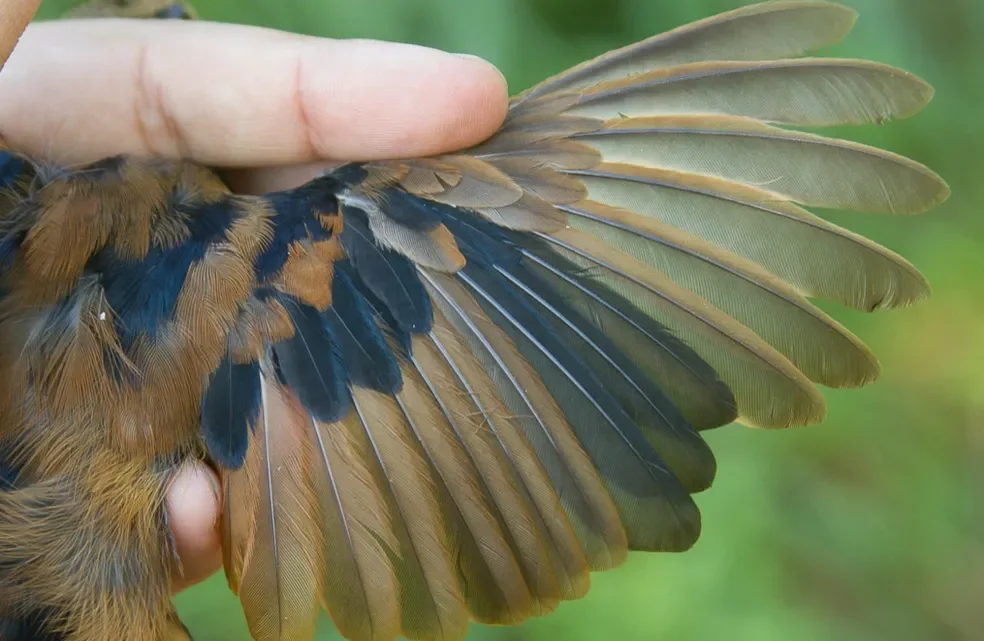 O processo de muda das penas das aves