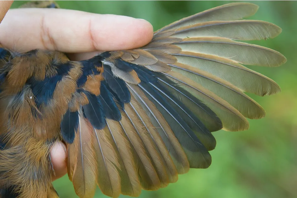 O processo de muda das penas das aves