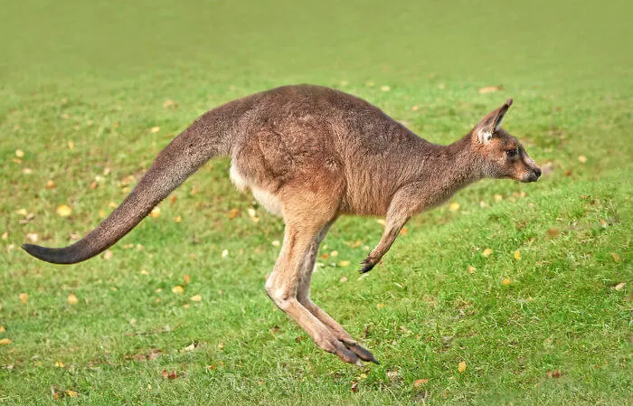 Como os cangurus usam suas caudas para equilibrar o corpo?