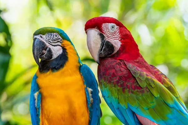 O comportamento social das araras na natureza
