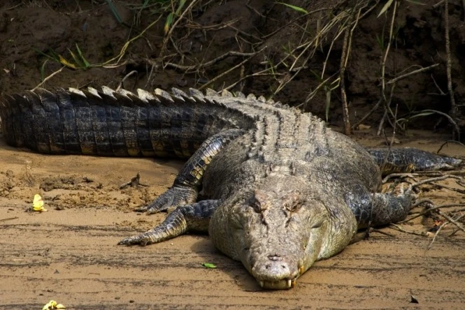 O que diferencia um jacaré de um crocodilo?