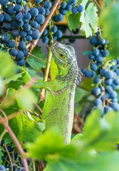 Os hábitos alimentares das iguanas e seu papel no ecossistema