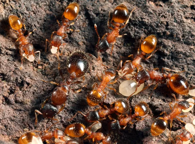 O que leva algumas espécies a formarem colônias gigantes?