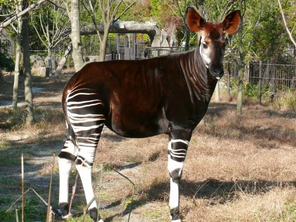 O que torna o ocapi um parente próximo das girafas?