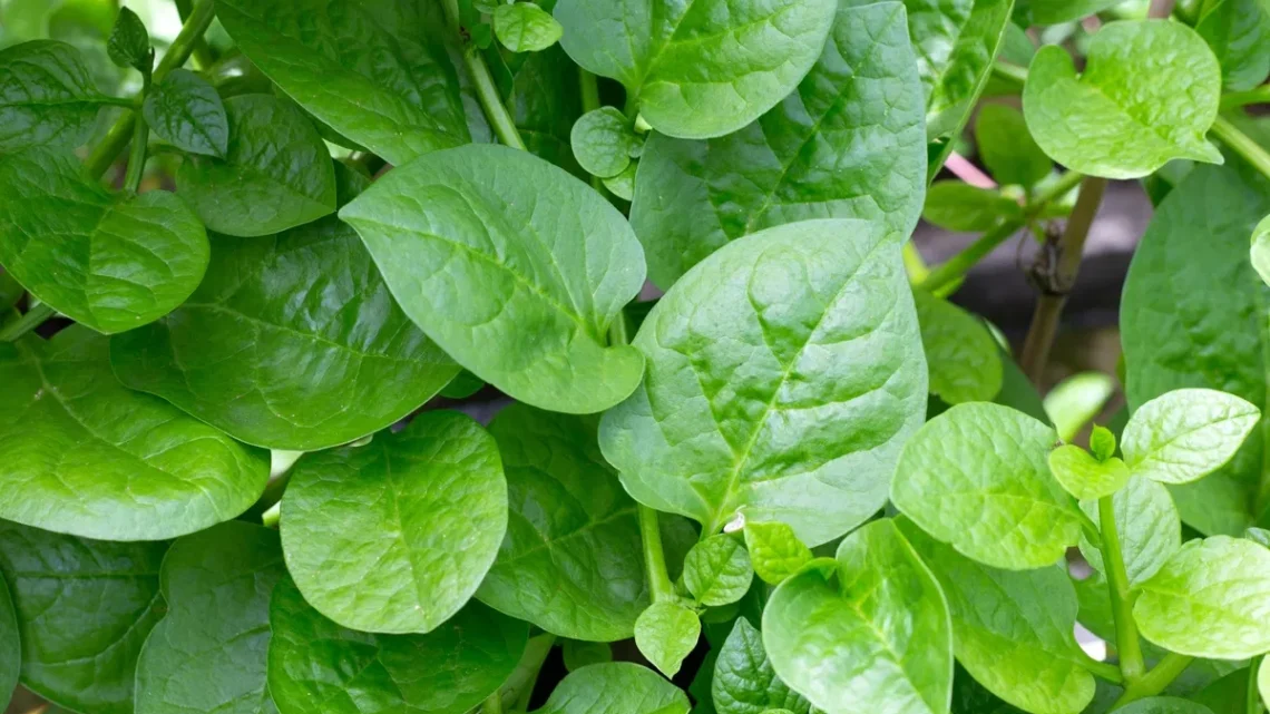 Como plantar e consumir bertalha?
