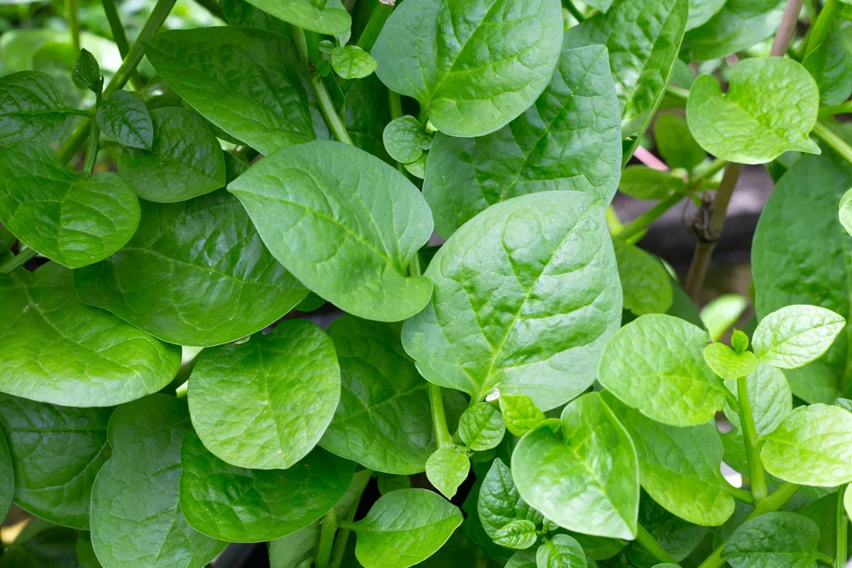 Como plantar e consumir bertalha?