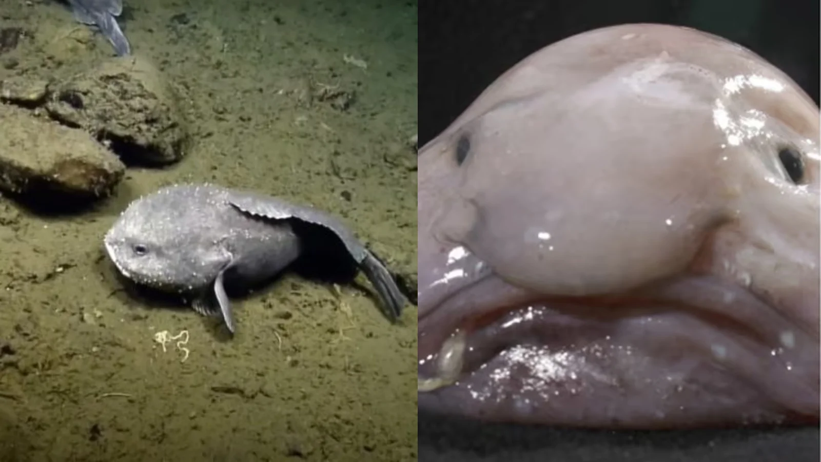 Como o peixe-gota sobrevive nas profundezas do oceano?