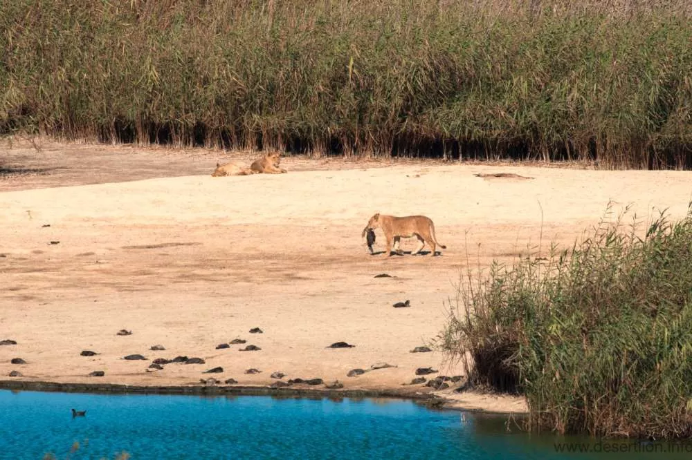 Interrupção das migrações de leões do deserto por destruição dos ecossistemas