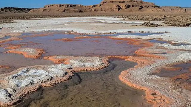 Extinção de espécies vegetais locais por mudanças na umidade