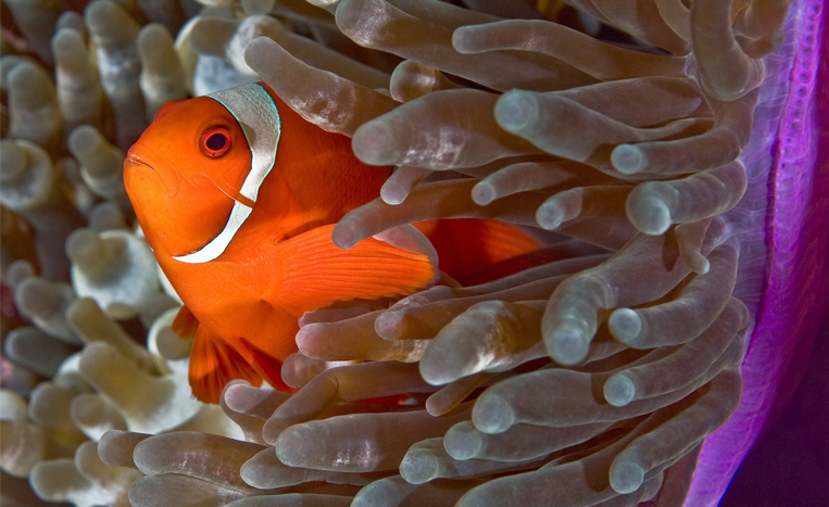 Como funciona a relação entre os peixes-palhaço e as anêmonas?