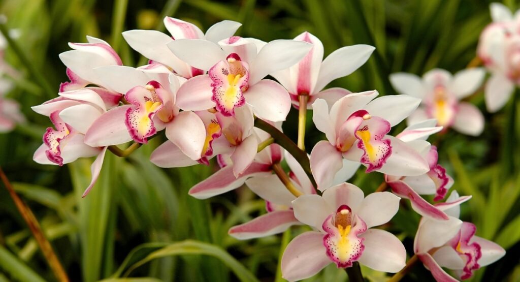 Como cuidar de orquídeas terrestres?