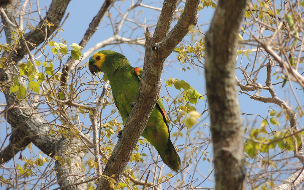 O comportamento social dos papagaios na natureza