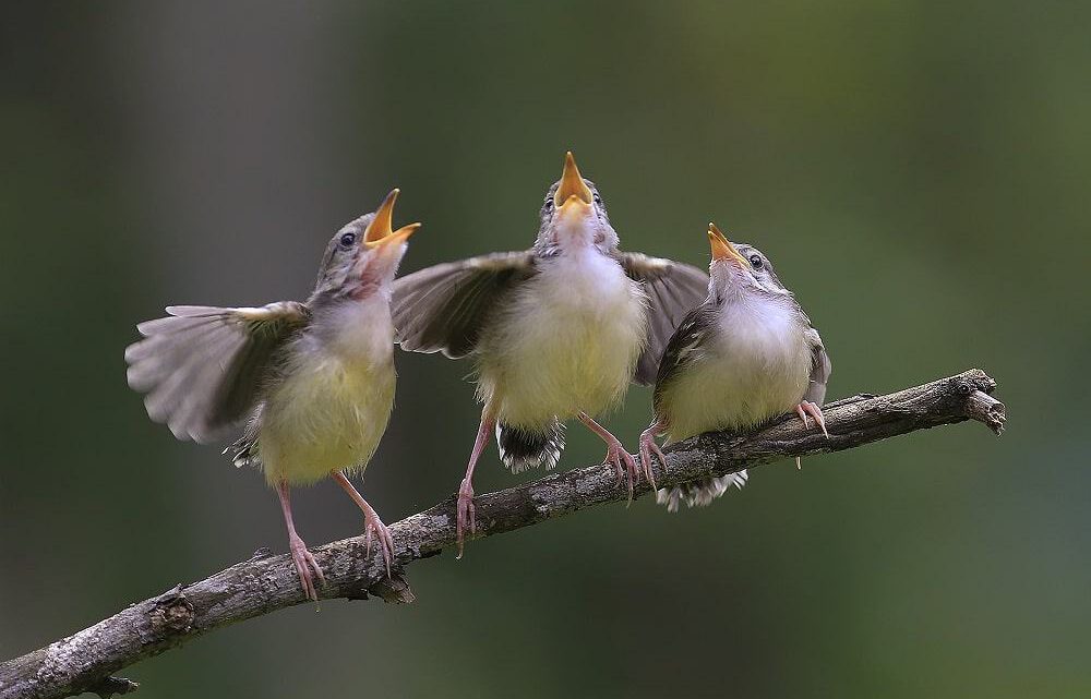 O que leva os pássaros a cantar ao amanhecer?