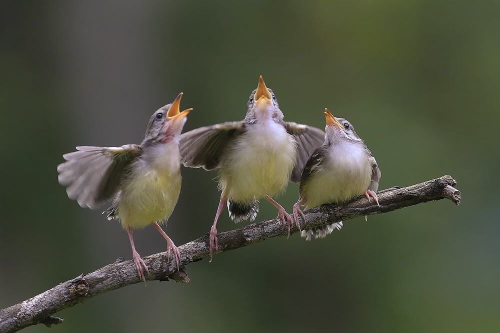 pássaros cantando